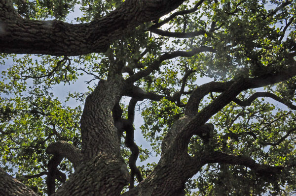 branches of the Live Oak tree
